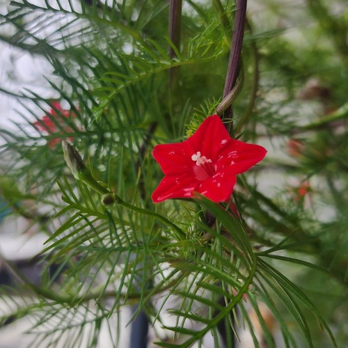 Cypress Vine.jpg