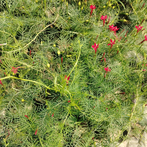 IMG 20250316 112218.jpg