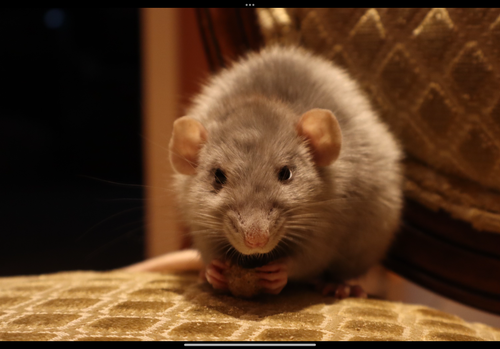 IMG 5996.png
