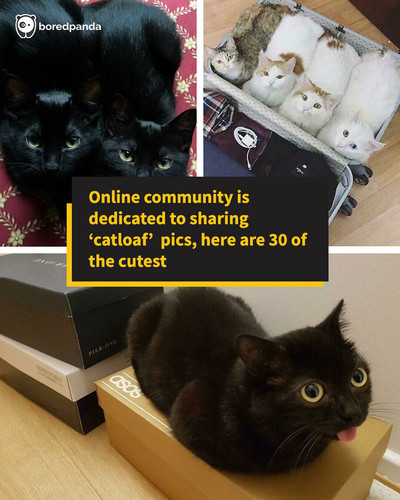 reddit cats loafing.jpg