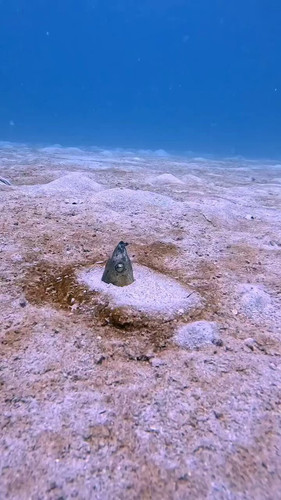 agX8zmEcs IR1Bat.jpg