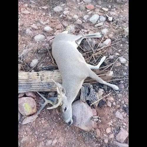 4956706570041929132 99.jpg