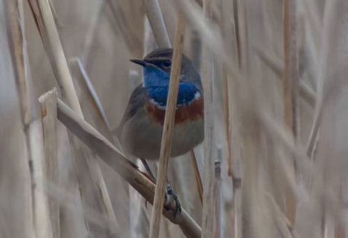 AIbyxum274RJGt v.jpg