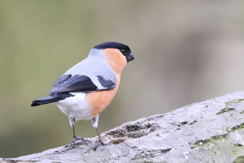 Gm5Ttf9WkAAoCTv.jpg