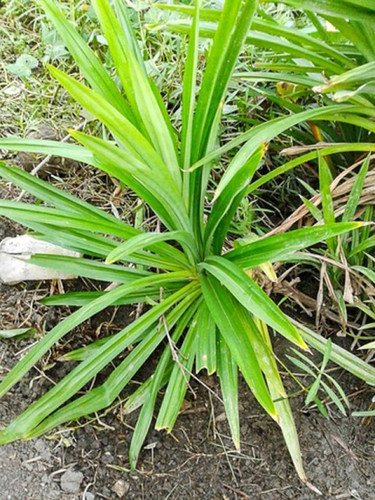 What Is Pandan and How Is It Used .jpg