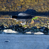 DSC 0030 DxO