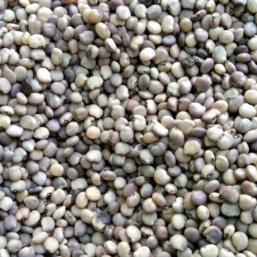 cluster beans seeds.jpg