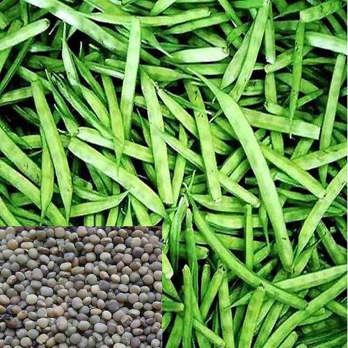 230 gwar phali cluster beans hyb.jpg
