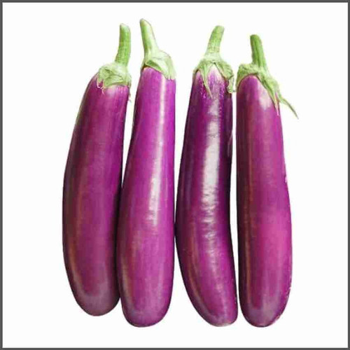 11 1brinjal seeds f1 hybrid all.jpg