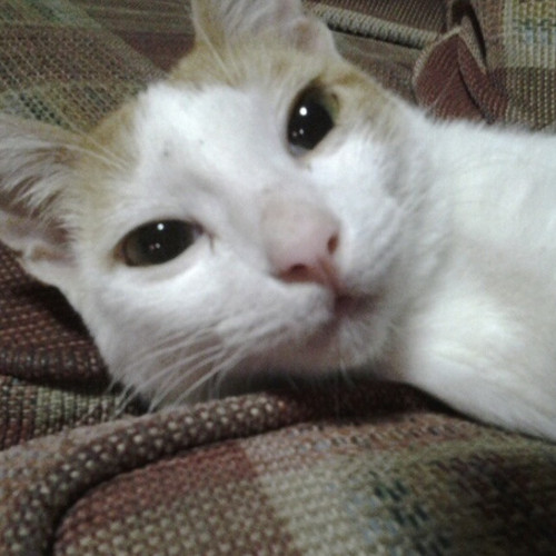 Screenshot 2025 05 13 at 11.42.32 PM