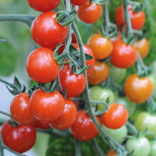 71EwtmwE1rL. AC SL1000 .jpg