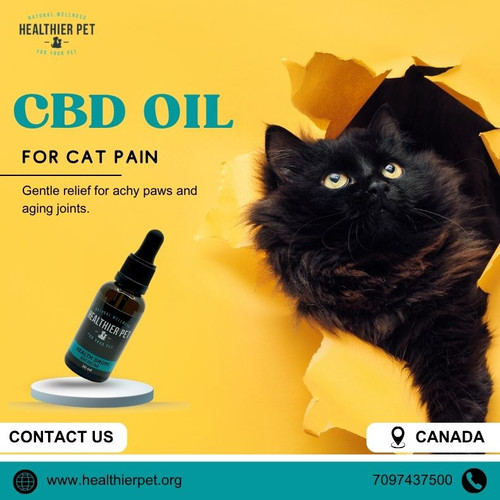 CBD For Cat Pain In Canada.jpg
