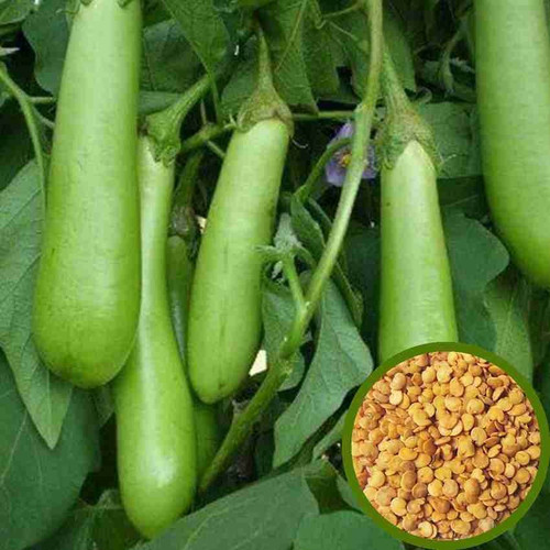50 sag 10078 sagarvanshi origina.jpg