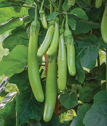 80 brinjal green long plant seed.jpg