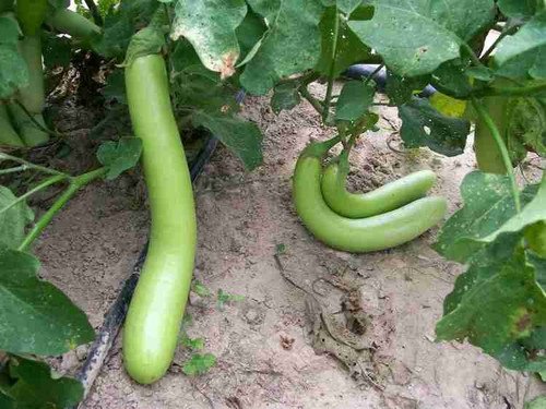 500 f1 hybrid green brinjal seed.jpg