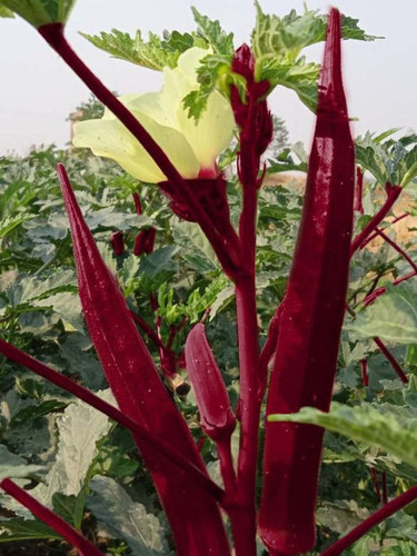 Red Okra Laal Bhindi Seed Open.jpg