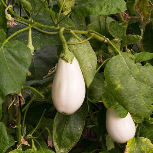 50 ope7852 openroad original ima.jpg