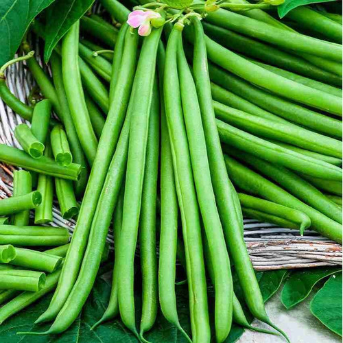 500 french bean seeds vegetable.jpg