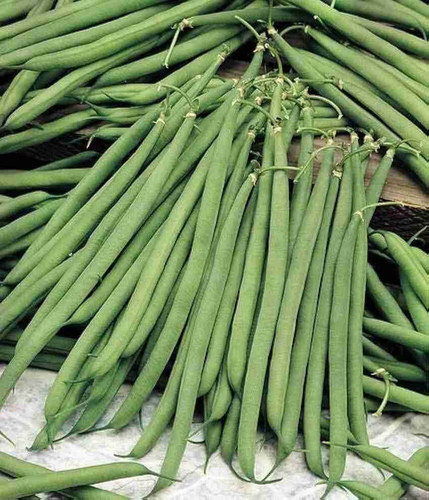 38 bdsall season beans seeds for.jpg
