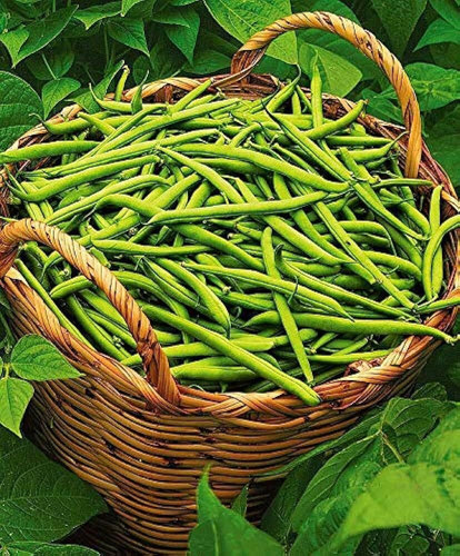 37 weehybrid beans seeds wequali.jpg