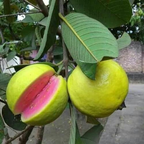 lalith guava 2.jpg