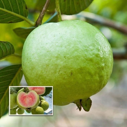 thai pink guava 900x900.jpg