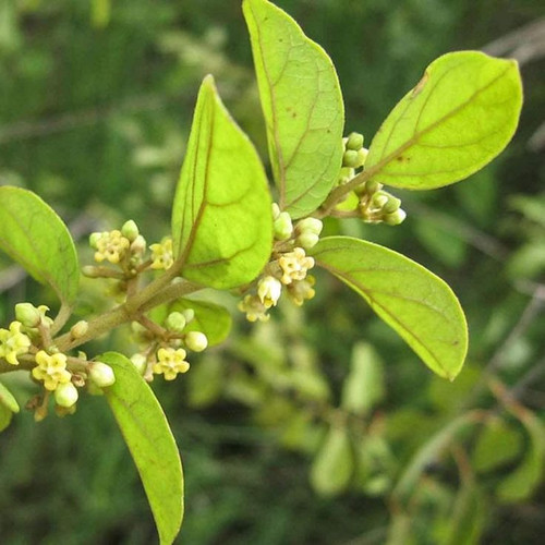 GYMNEMA Blatt Wicca Herb Gymnema sylvestre, Heilkräuter und Tees.jpg