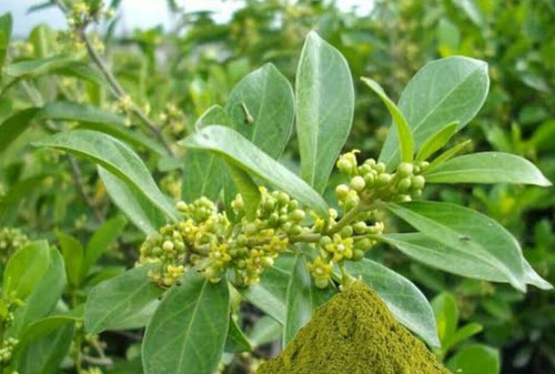 6 Impressive Health Benefits of Gymnema Sylvestre.jpg