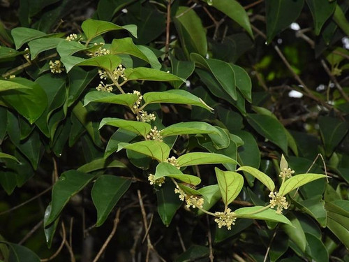 Gymnema sylvestre Gymnéma Gurmar (Quantité 0,2g).jpg