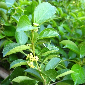 Gymnema Sylvestre Leaf.jpg