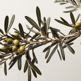 Leonardo Vision XL olive tree branches with offwhite backgroun 0 (1)