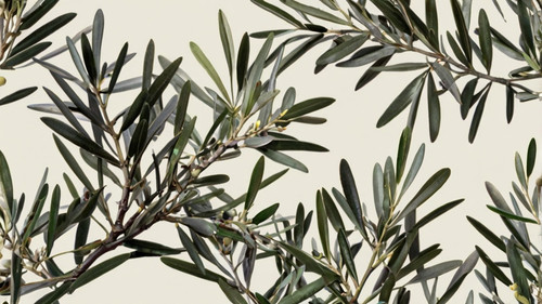 Leonardo Kino XL olive tree branches with offwhite background 1.jpg
