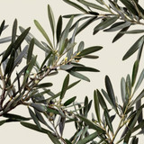 Leonardo Kino XL olive tree branches with offwhite background 1