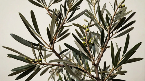 Leonardo Kino XL olive tree branches with offwhite background 3.jpg