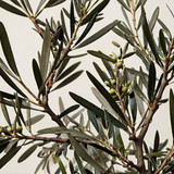 Leonardo Kino XL olive tree branches with offwhite background 3
