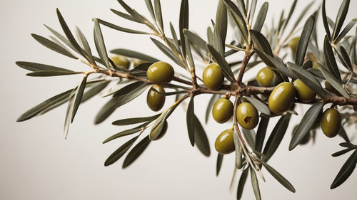 Leonardo Vision XL olive tree branches with offwhite backgroun 1.jpg