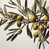 Leonardo Vision XL olive tree branches with offwhite backgroun 1