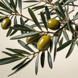Leonardo Kino XL olive tree branches with offwhite background 0