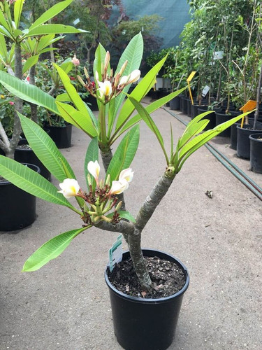Plumeria Plants.jpg
