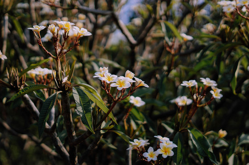 pexels buckyphotos 2663488.jpg