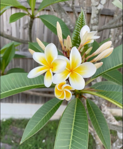 #frangipani #tropicalvibes #tropical .jpg