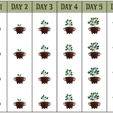 growing