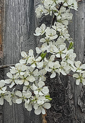 IMG 20250427 154654.jpg