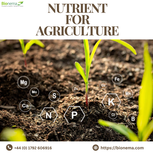 Essential Nutrients for Agriculture: Fueling Growth and Productivity.png