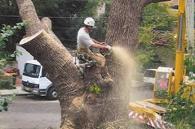 Trusted Tree Removal Services in Sydney.jpg