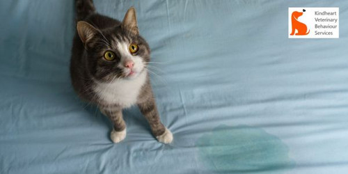 Stop Cat Urination Around House – Victoria Behaviour Help.jpg