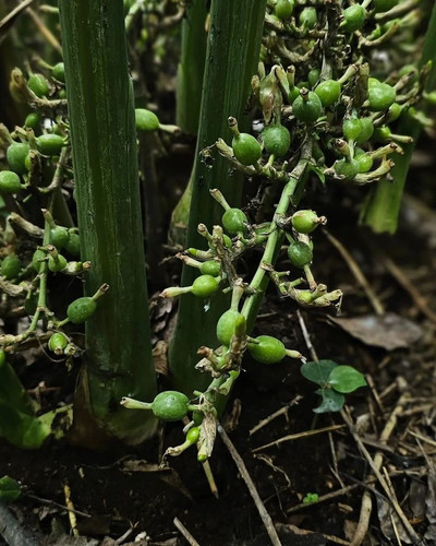 Organic Green cardamom #cardamom #importspices #spices #export.jpg