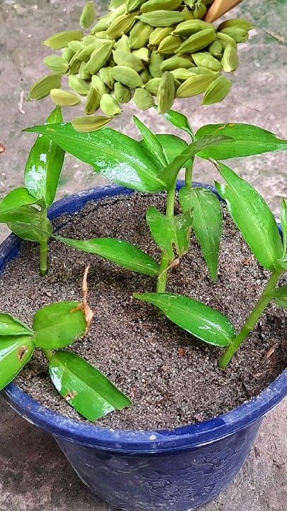 how to grow cardamom from seeds, propagation of elaichi from seed.jpg