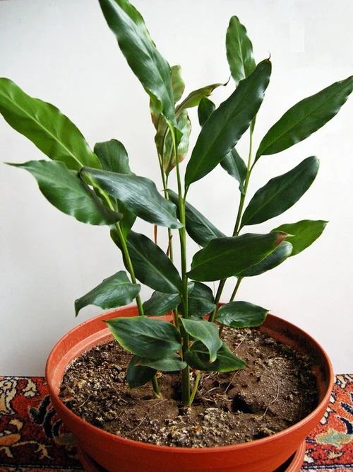 How to Grow a Cardamom Plant at Home.jpg