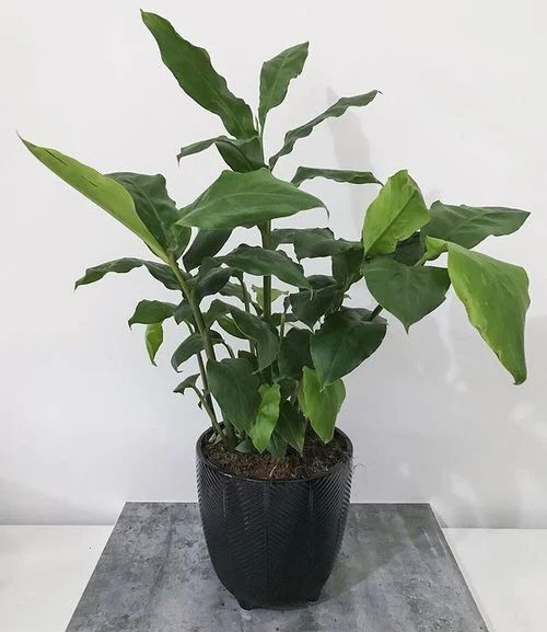 How to Grow a Cardamom Plant at Home (1).jpg